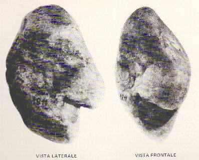 clikka per ingrandire l'immagine